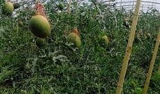 网红周40万吃瓜,一场视觉与味蕾的双重盛宴